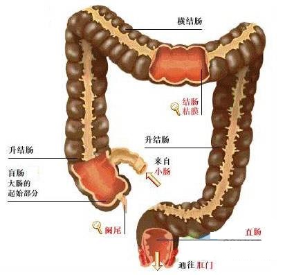 你知道痔疮和直肠癌的区别吗?