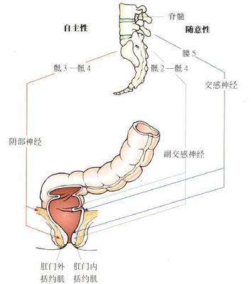 广州东大肛肠医院